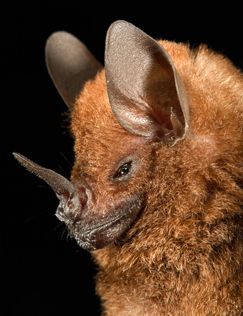 Chestnut Short-Tailed Bat