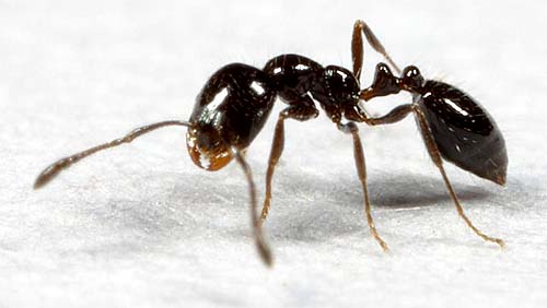 Karıncalar Hakkında Bilgiler
